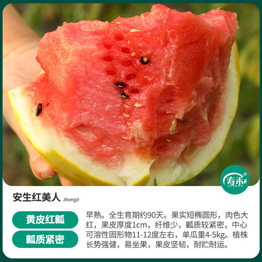 Shouhe Yellow Skin Red Flesh Watermelon Seeds Four Seasons Red Beauty Yellow Skin Red Flesh Watermelon Seeds 100 capsules 2
