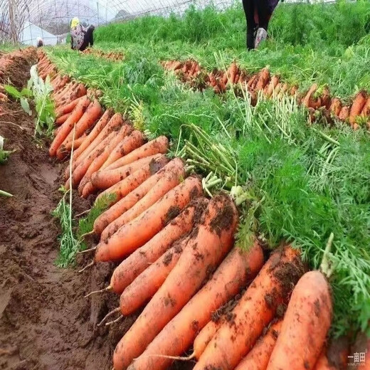 Nine-inch three-red carrots, summer and autumn heat-resistant and cold-resistant fruits and vegetables, radish, crispy and sweet for all seasons, garden carrots for all seasons, nine-inch carrot seeds, new varieties, high-quality varieties, 2 packs, about 2066 seeds