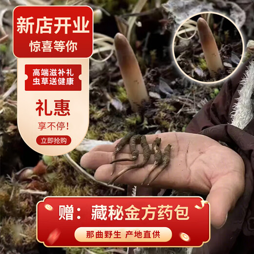 观采归西藏那曲野生冬虫夏草鲜虫草补品送长辈老年人营养礼盒礼品实用 体验装头茬鲜草约0.5g/根 10根