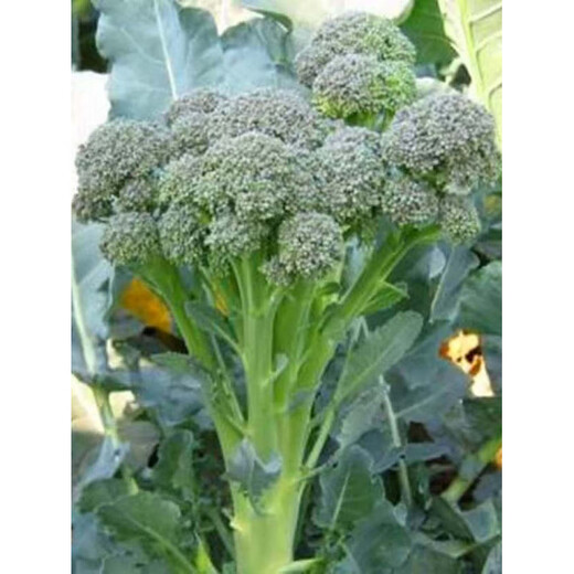 Broccoli moss seedlings, cauliflower seedlings, soil seedlings, broccoli moss seedlings, vegetable seedlings, four seasons broccoli, 10 broccoli moss seedlings, tender and sweet
