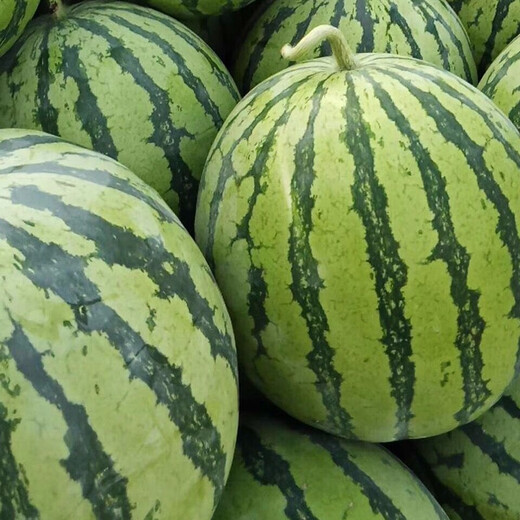 Zhongke Maohua vegetable and fruit seeds Jinmeidu watermelon seeds improved 8424 Kirin melon high purity Zhejiang Meidu watermelon seeds Jinmeidu 2000 capsules/box special for seedlings