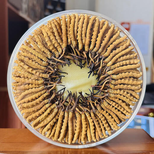 Dongzai [Narqu, Tibet] Wild Cordyceps sinensis hoher Höhe wildes Cordyceps sinensis Tonic Gift Box für Älteste [Narqu, Tibet] Fleischfestival - wirtschaftliche und erschwingliche 5 Gramm (Geschenkbox)