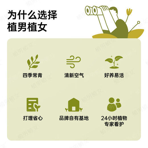 Plant men and women, small hope bodhi tree, indoor Zen money tree bonsai, office desktop green plant, straight hair from the source