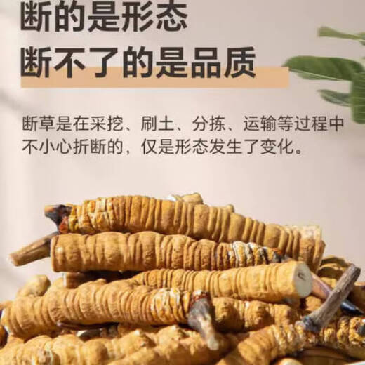 冬虫夏草断草大断草送父母长辈老人滋补营养品年货礼品断虫草 10克断虫草