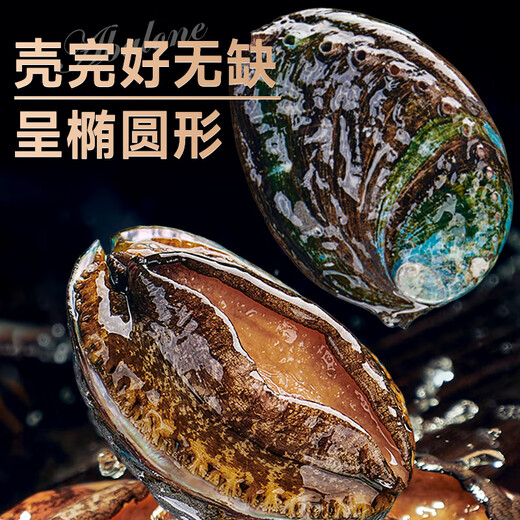 Linglue fresh frozen large abalone, net weight 800g, 16 pieces box, abalone hot pot barbecue, shellfish and seafood, fresh