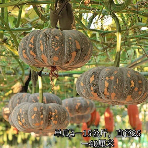 Mopan Big Pumpkin Old Variety Large Pumpkin Seeds Self-saved Pumpkin Seeds High-yielding Vegetable Pumpkin Seeds Mopan Big Pumpkin Seeds Original Five Packs About 130 + Songpin