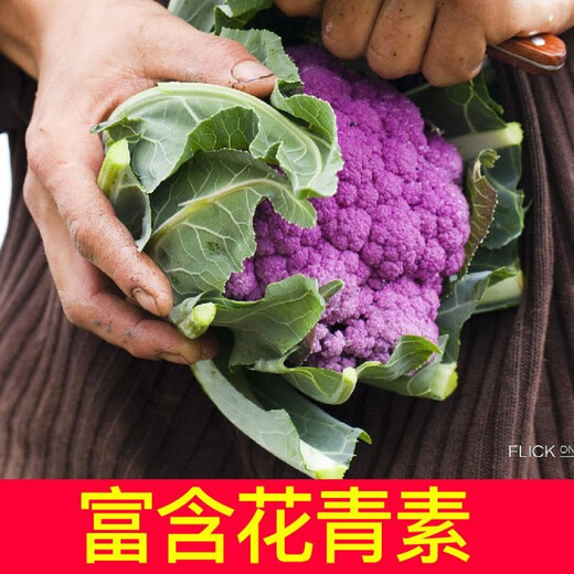Shouguang version of purple cauliflower seedlings Amethyst No. 1 cauliflower seeds loose cauliflower broccoli four-season potted seedlings first-class seedlings Amethyst cauliflower seedlings 12 plus a pack