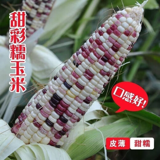 National Approval Super Sweet Colorful Waxy Corn Seeds Flowery Waxy Corn Seeds Colorful Cloud Sweet Waxy Corn Farmers High Yield National Approval Colorful Waxy Corn Seeds 3 packs of about 150 grains