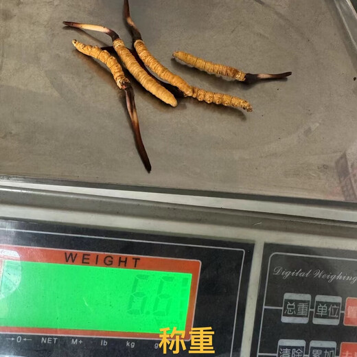 Naqu Zhifa 2025 Tibet Naqu High Altitude Authentic Wild First Fresh Cordyceps sinensis One-for-10 compensation for Naqu Wild Grass 1.5g/root-50 root
