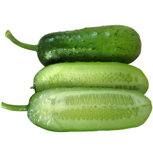 Mini fruit cucumber seeds, heat-resistant and high-yield, spring and summer small cucumber seeds, four-season balcony potted vegetable seeds, 18 large cucumber seedlings