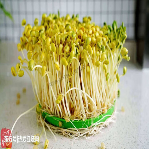 东北新货黄豆芽专用690极小粒黄豆纳豆小黄金豆 1斤装