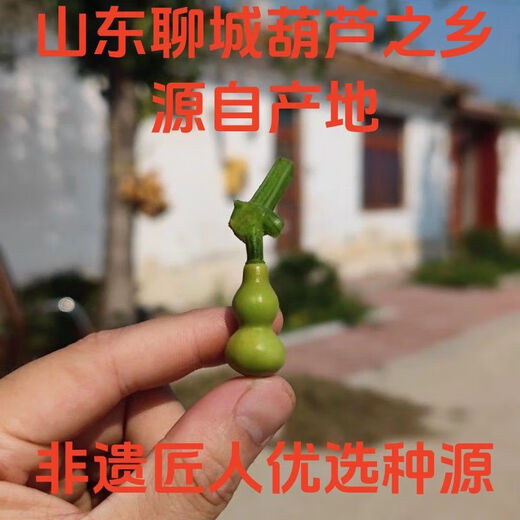Caoli Golden Gourd Seeds Potted Wenwan Gourd Extra Small Mini Caoli Golden Gourd Ornamental Bracelet Gourd Seeds This year’s new variety Caoli Golden Gourd Seeds Grain Selection 1 pack of about 23 capsules ++ products