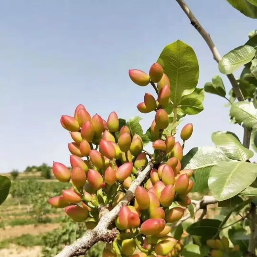 Pistachio seeds potted ground planting in the north and south planting pistachio green kernel pistachio tree seeds pistachio seeds 5 selected seeds