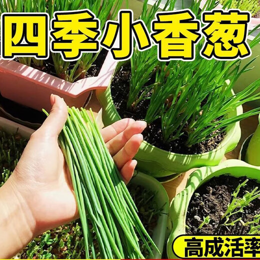 [Shouhe] semis d'oignon shouguang avec semis de racine semis de semis ciboulias shouguang graines d'oignon à la maison plantant balcon jardin shouguang graine d'oignon 1050 shouguang oignon graines graines