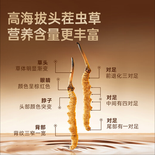 阿依舍西藏那曲野生虫草约4根/克10克约40根冬虫夏草补品送礼长辈