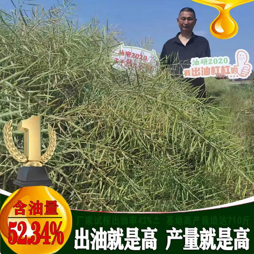 Youyan 2020 Rapeseed Seeds Brassica hybrid rapeseed is disease-resistant, high-yield, cold-tolerant and high-oil, sown in autumn in the north and south (original 90g 1 pack) Youyan 2020