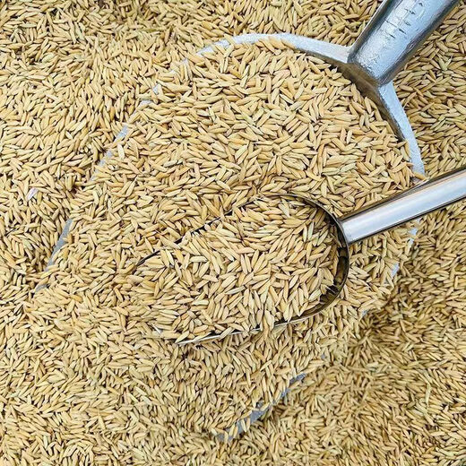Long rice 1 Jin Jin is equal to 0.5 kg. Feed chickens, ducks, geese and pigeons cheap wholesale 0.5KG farmer long rice paddy with shell millet. 1 Jin Jin is equal to 0.5 kg. Net weight 480 grams. Selected Wannan long rice.