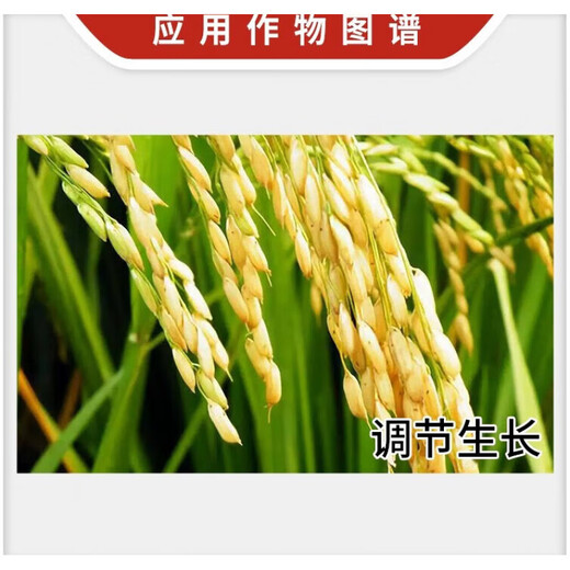 2% indolebutyric acid, naphthylacetic acid, rice transplanting growth regulator, 200g