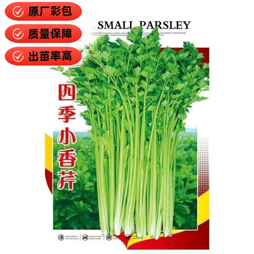 Four Seasons Small Parsley Large Leaf Vegetable Seed Seedlings for Balcony Indoor Potted Vegetable Seedling Planting Tender and Crispy Small Parsley Approximately 1000 pieces Brand Original Color Pack