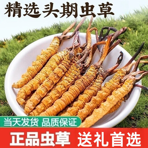 鹿章堂冬虫夏草礼盒装正宗藏区雪山虫草送礼佳品品质保证当天发货 西藏那曲精品虫草3条1克50条