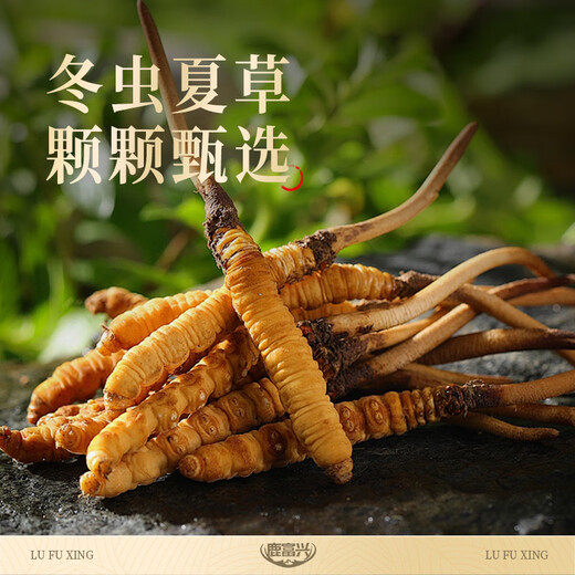 
Genuine Cordyceps gift gift box supply directly from source Cordyceps 1 root [wealth product]