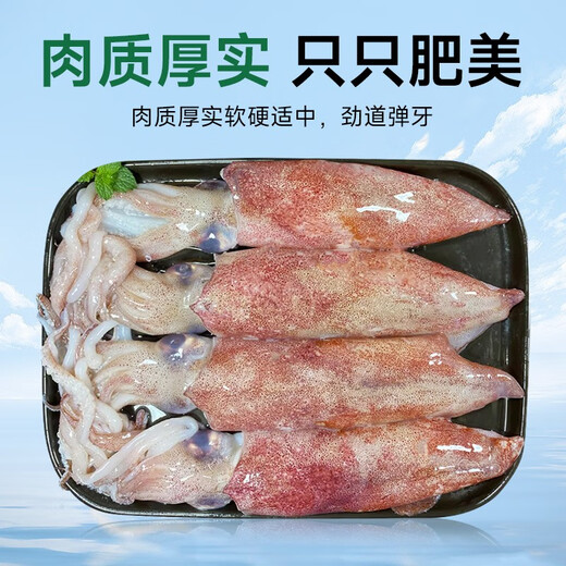 Fishing Travel Notes Whole Seed Pen Tube Fish Net Weight 1000g Contains Ice 0.1kg Squid Sea Rabbit Seed Uman Seeds Soft Pedals with Seeds