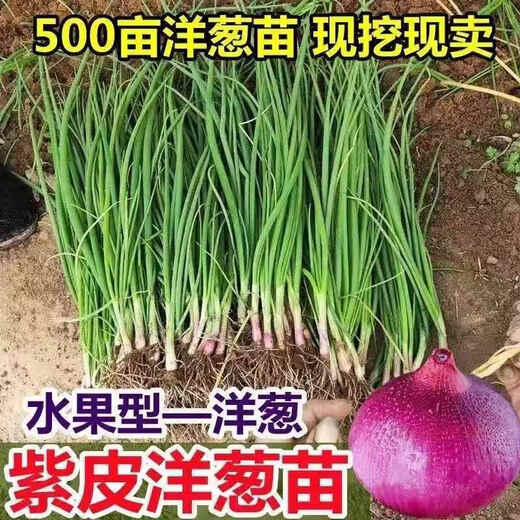 Fruit onion seedlings, authentic purple-skinned onion seedlings with roots, two red oblate red onion seedlings, purple-skinned onion seedlings, 50 pieces, authentic