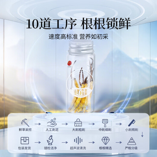 同仁堂（TRT）品牌 新鲜冬虫夏草鲜虫草约0.81-1.0克/根10根装源头直发青海
