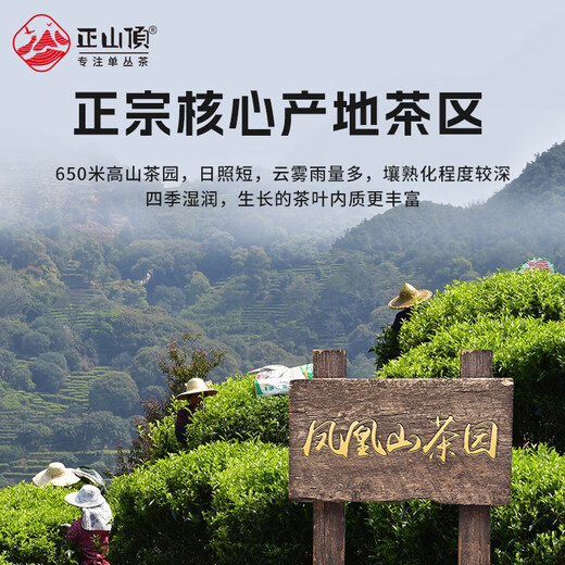 Zhengshanding Oolong Tee Top Duft Phoenix Single Pine Shrimp Entenscheiße Duft Spezial 16G Medium Fire Gift Box Teen -Geschenkqualität Authentisch