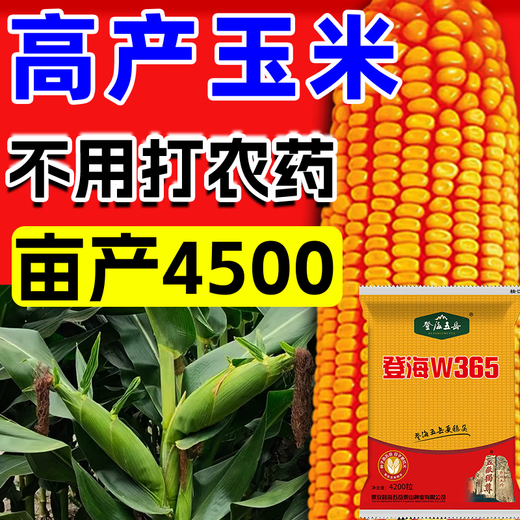 Высокоурожайные семена кукурузы Zhuanghan Denghai W365, короткий стебель, устойчивость к полеганию, одобренные на национальном уровне двойные двойники, новый засухоустойчивый сорт, Баоми, Denghai Free Chemical Control King, 4100 капсул