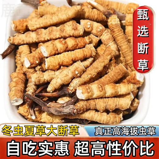 Véritable cordyceps cordyceps sinensis grande herbe brisée haute altitude brisée cordyceps 2025 Premier chaume nouveau auto-usure grande cordyceps cassé naqu high altitude cassée cordyceps 10g pack