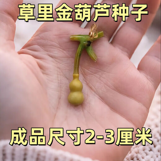 Caoli Golden Gourd Seeds Potted Wenwan Gourd Extra Small Mini Caoli Golden Gourd Ornamental Bracelet Gourd Seeds This year’s new variety Caoli Golden Gourd Seeds Grain Selection 1 pack of about 23 capsules ++ products