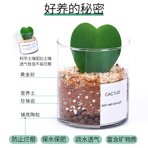 Succulent plant cactus potted indoor succulent cactus small potted flowering cute desktop green plant yellow hairy cactus + glass pot + gold sand + nutrient soil with pot