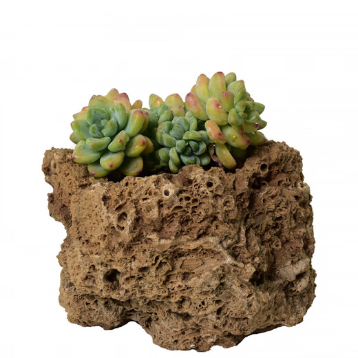 Absorbent stone bonsai water rockery stone strange stone fish tank landscaping home decoration water show stone strange stone small ornaments about 17-22cm free grass seeds with stones