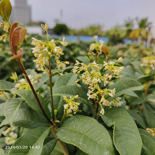 Las plántulas de Osmanthus, todas las estaciones, la fragancia de Osmanthus, las flores frescas se pueden comer, el período de floración es de aproximadamente 200 días, plantación fácil de interior y exterior, Sigui 854