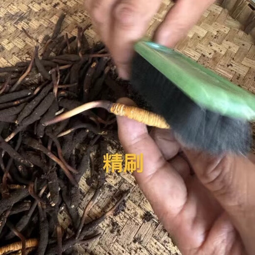 Naqu Zhifa 2025 Tibet Naqu High Altitude Authentic Wild First Fresh Cordyceps sinensis One-for-10 compensation for Naqu Wild Grass 1.5g/root-50 root