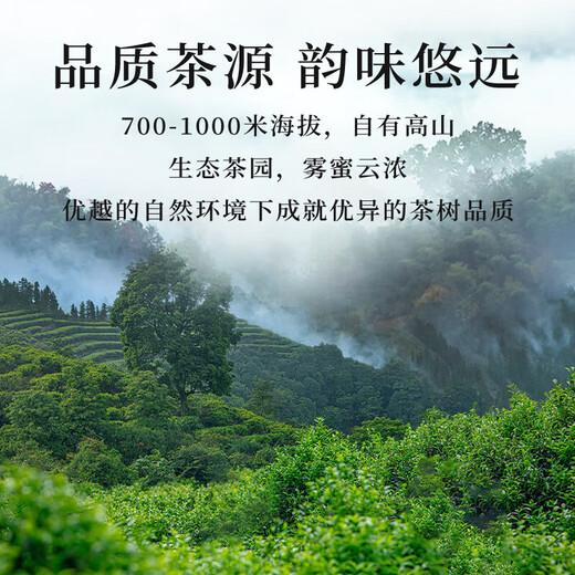 Master Chun Master Oolong Tea I'll make me soak Phoenix Single Covenant Duck Shit Fragrance Special 288g Foot Fire Canned Strong Flavor Single Covenant Tea Leaves