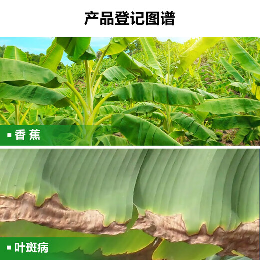 Zhongbao pyraclostrobin 25% pyraclostrobin banana fruit leaf spot pesticide fungicide 100g/bottle