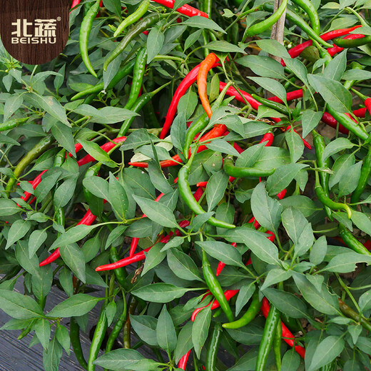 Beishu Chaotian pepper seeds super spicy millet pepper four-season vegetable seeds Saranna Chaotian pepper seeds 100 capsules
