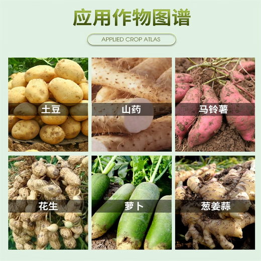 60% Choline Chloride Garlic Ginger Onion Sweet Potato Peanut Potato Ginseng Medicinal Ginger Underground Rhizome Enlarger 10g*1 Bag