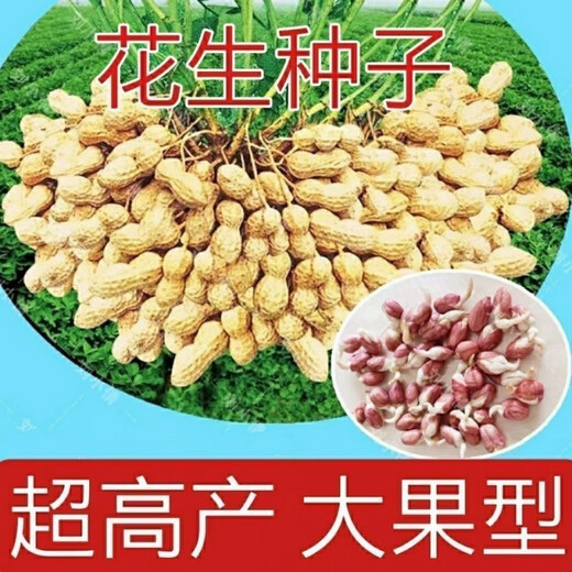 Семена арахиса с тонкой кожицей и крупными оригинальными семенами можно сохранить. Ультракарликовые, раннеспелые новые семена, дающие больше масла, и семена для домашнего садоводства. Недавно разработанные семена арахиса Хайхуа № 1 можно сажать по всей стране - высокая устойчивость к болезням + вес нетто 5.