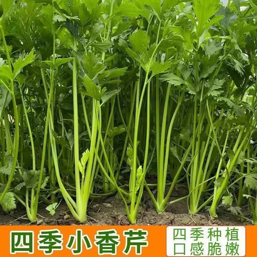 Four Seasons Small Parsley Large Leaf Vegetable Seed Seedlings for Balcony Indoor Potted Vegetable Seedling Planting Tender and Crispy Small Parsley Approximately 1000 pieces Brand Original Color Pack