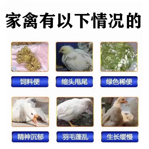 Medicamento para limpiar el estómago glandular de pollos, patos, gansos y palomas que están demasiado delgados y secos para comer y no pueden producir carne. Indigestión y sobrealimentación de aditivos alimentarios para aves. Cinco bolsas. La crianza de pollos debe nutrir el estómago. Compra 3 y llévate 2 gratis.