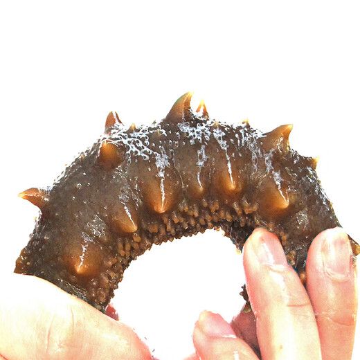Lao Yin's fresh sea cucumber nourishing ready-to-eat 4-5 years deep sea sowing individually packaged frozen fresh sea cucumber winter nourishing gift fresh sea cucumber 300g 16 or more 500g