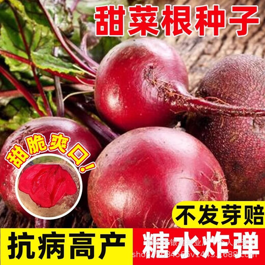 Red beetroot seeds, seaweed heads, beet seeds, original four-season vegetable seeds, fruit seeds, vegetable seeds, red beetroot seeds, original 1 pack, about 350 capsules