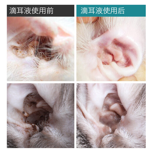 Huawu cat ear cleaning solution, pet cat ear mite ear drops, dog ear cleaning solution, anti-inflammatory cat ear mite medicine, ear canal bacterial treatment, ear drops + compound amoxicillin powder
