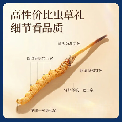 La nueva caja de regalo de Cordyceps seca Cordyceps seca de Kangsil para dar regalos para nutrir y nutrir la calidad de selección de Cordyceps para los ancianos Tíbet Nagqu Cordyceps de aproximadamente 2 piezas/gramos de 100 piezas (caja de regalo)