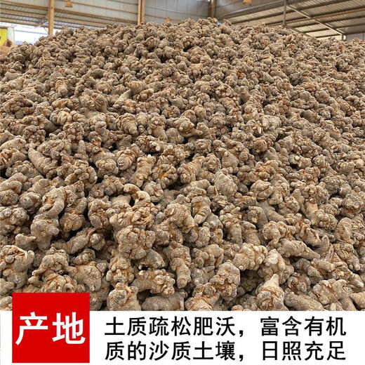 三七头正品三七云南文山春三七整个500g100g田七粉正品可 三七[代磨粉] 三七25头25个无剪口[500克]