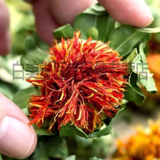 
Beijing Tongrentang Tibet Wild Saffron Flowers and Fruit Selected Chinese Herbal Medicine Saffron Fruit Whole Internet Celebrity Tea Saffron Head Tea Selected Saffron Head 250g