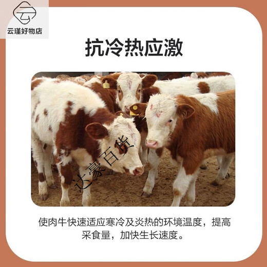 Zhengda Huadong 4 beef cattle premixed calf fattening cattle feed rapid fattening and weight gain without pulling the frame